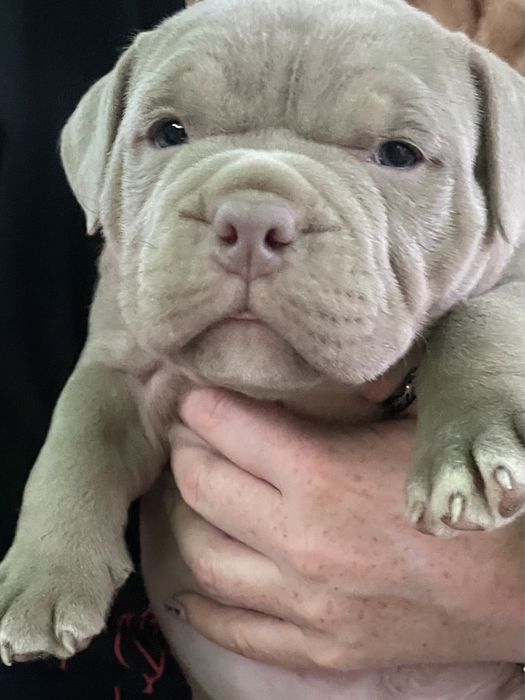 Американский булли