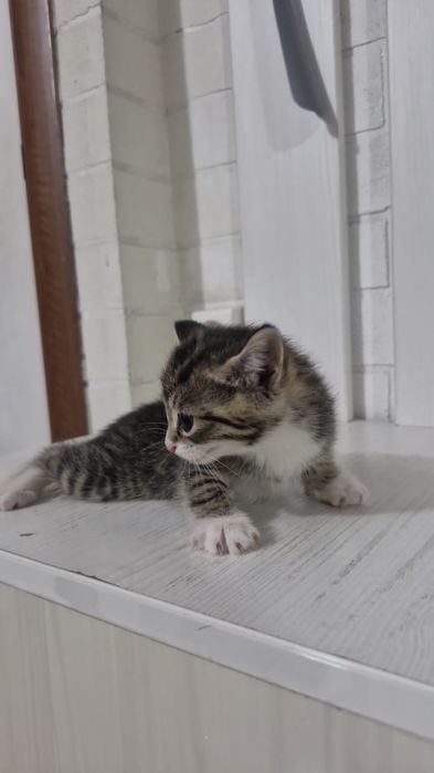 Продаются котята