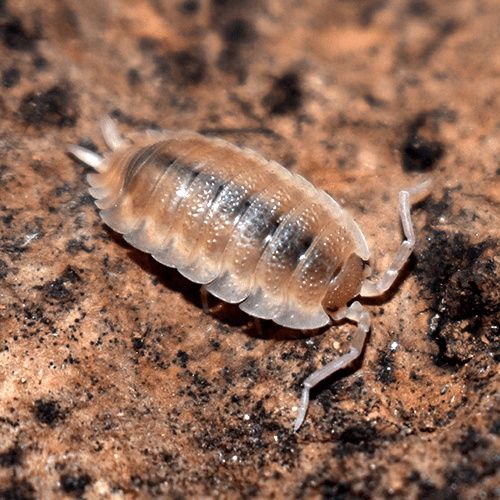 Izopozi/ izopode