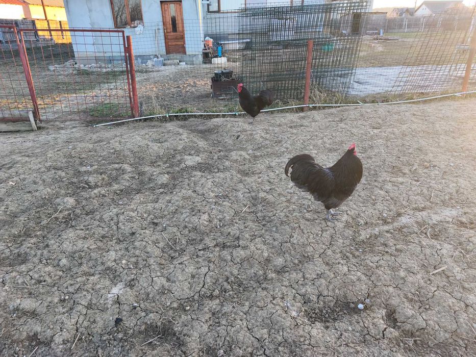 Ouă găini austrolop pentru incubator