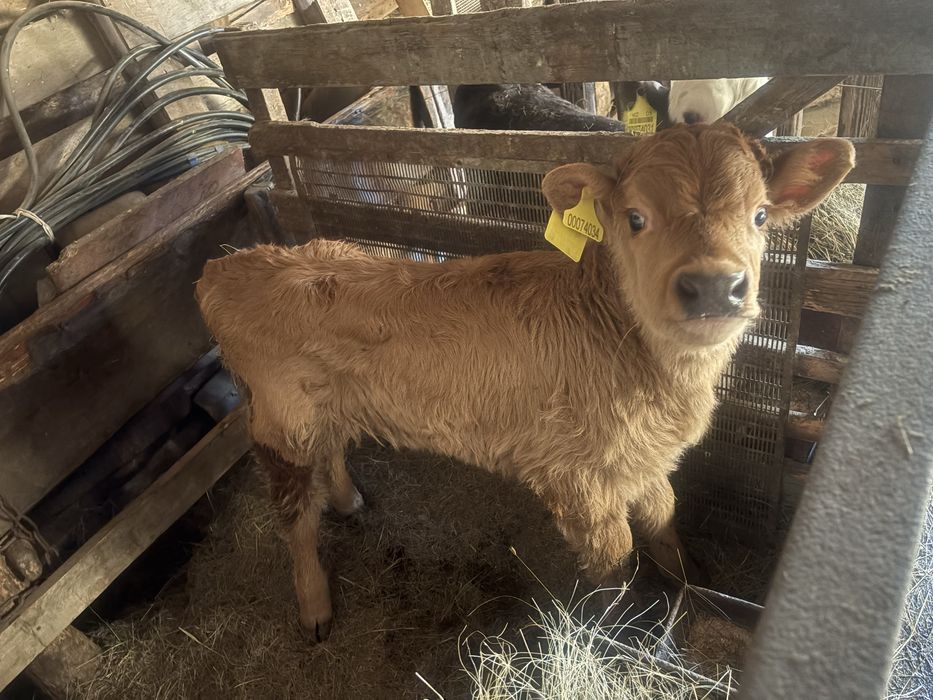 Бұзау сатылады продам телят