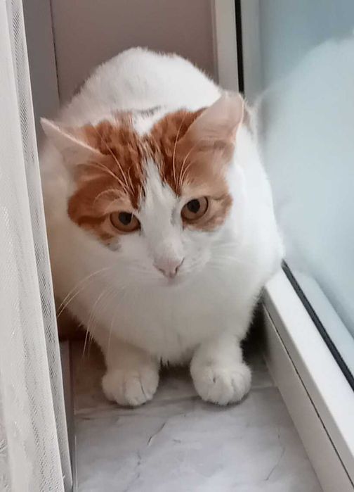 СПЕШНО се подаряват котета