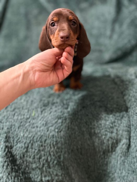 Femela teckel cu Pedigree FCI