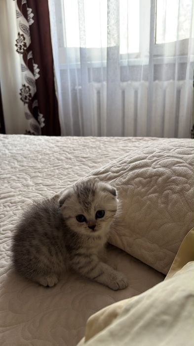 Продам котенка породистый
