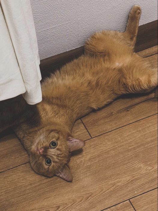 Отдам кота в хорошие руки