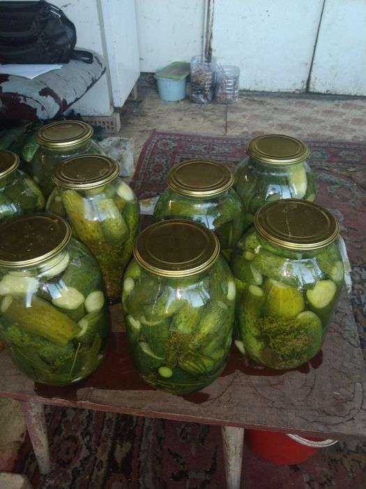 Дачные соленые огурцы и чеснок