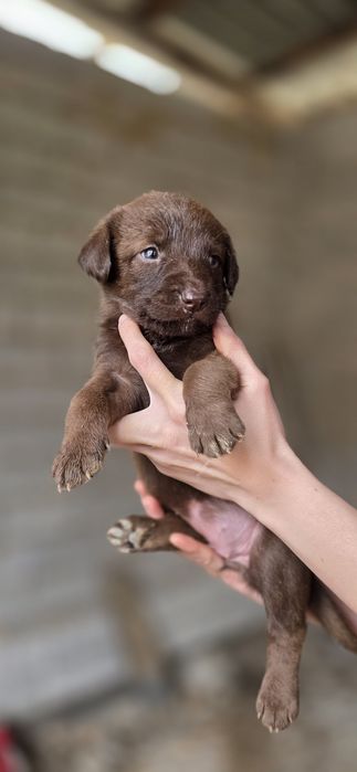 Пристраиваются в добрые ручки. Пристройство по договору
