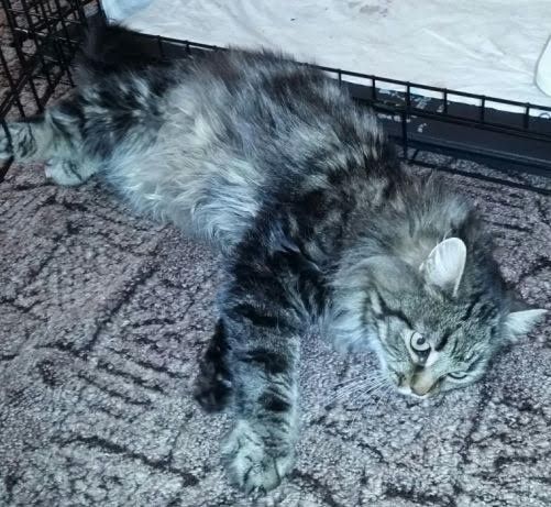 Cazare pisicuțe și animale mici