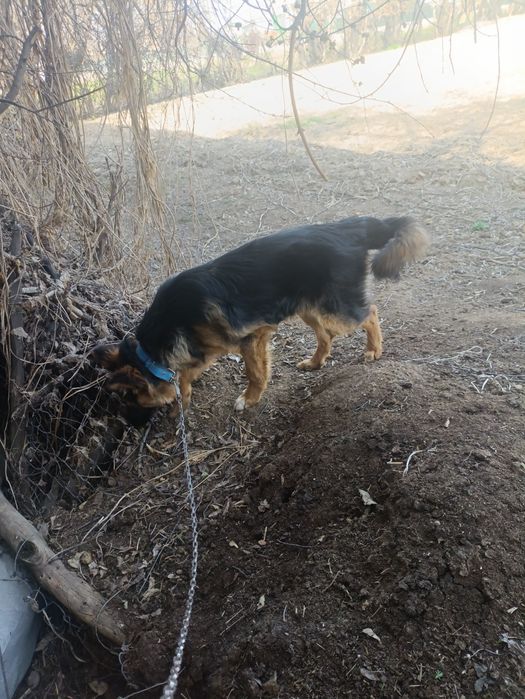 Немецкая авчарка продам