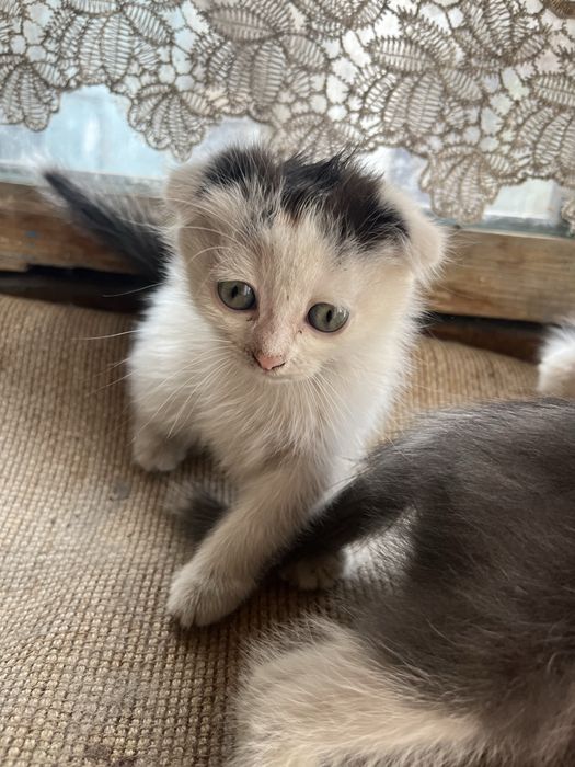 Отдам котят вислоухов
