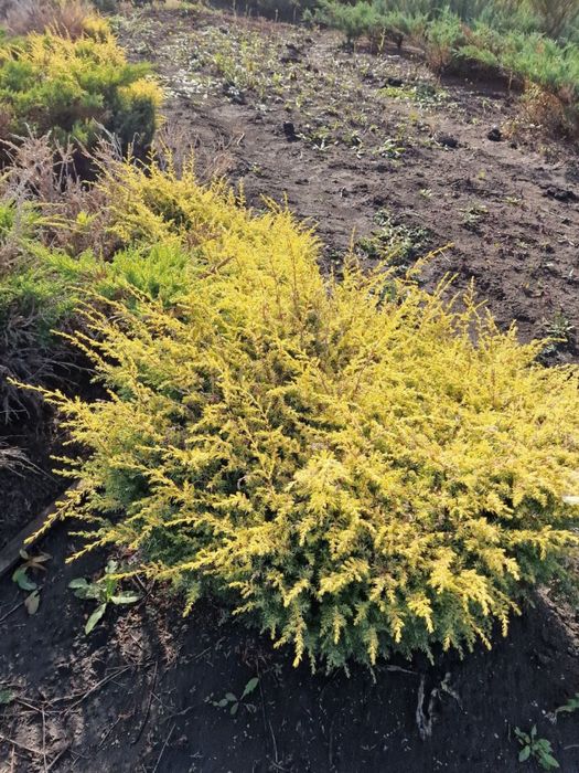 Продажа саженцев