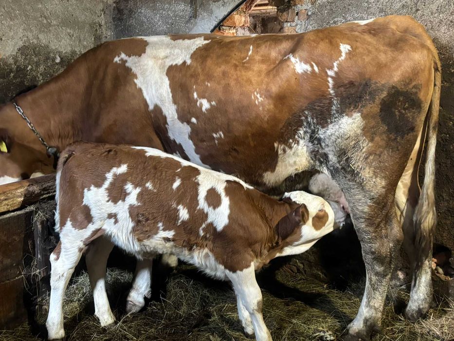 Vând junincă de 3 ani cu vițeauă