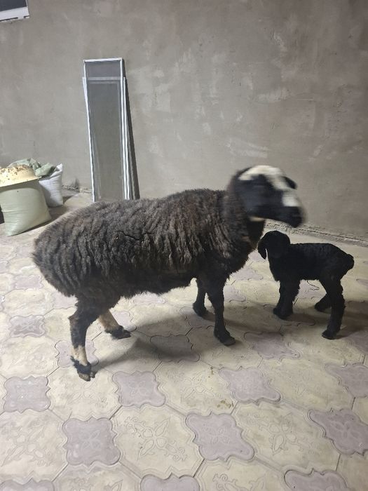 Қозылы қой сатылады