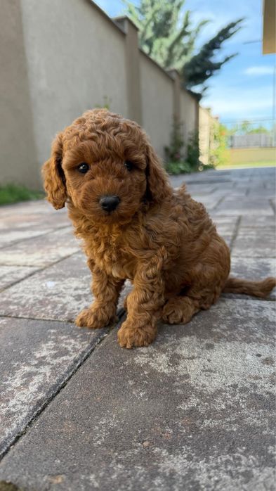Poodle toy.