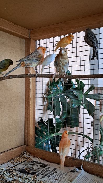 Канарейки. Готовые самки.