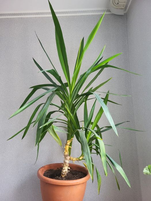 Комнатные цветы в офис