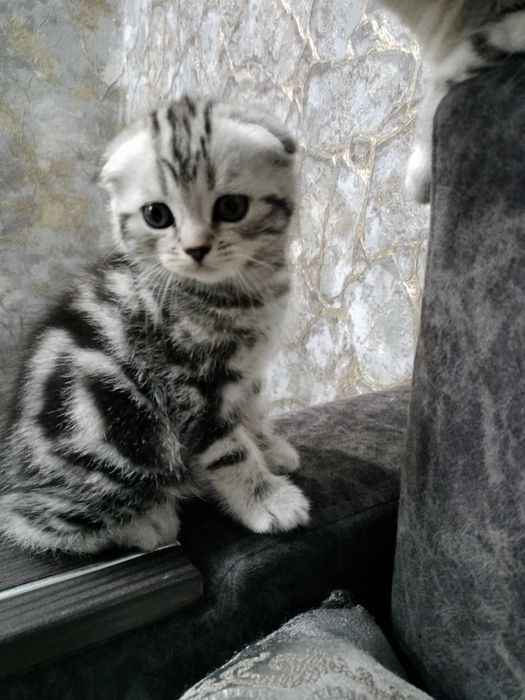 Котенок  Скоттиш фолд
