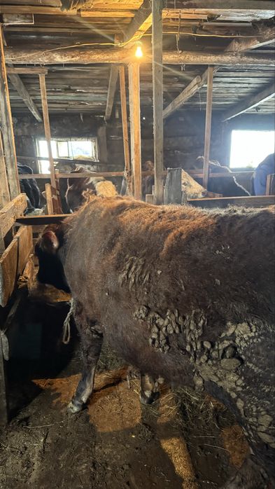 Продам бычков 9 голов