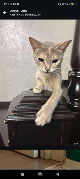 Отдам кошку в хорошие руки