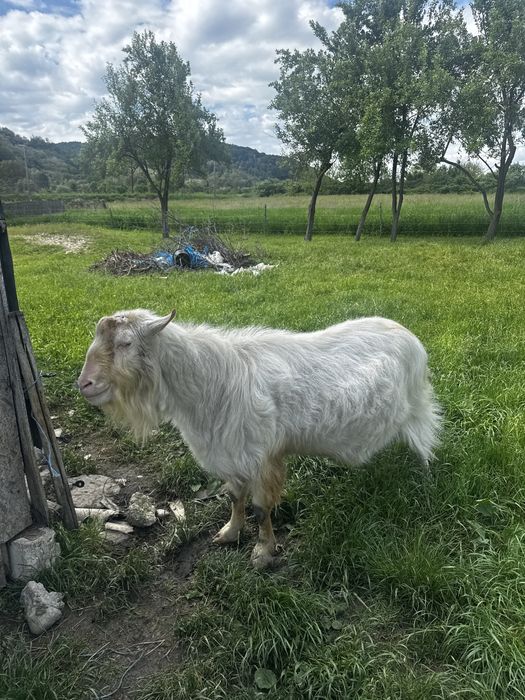 Tap bun de monta
