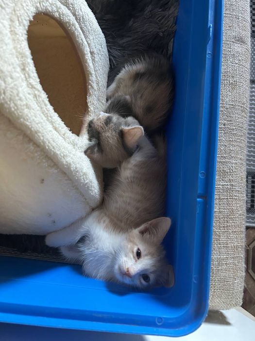 отдам котят в добрые руки