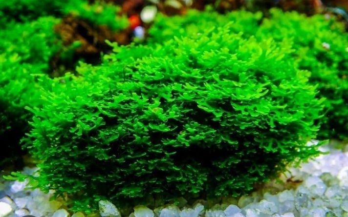 Аквариумные растения