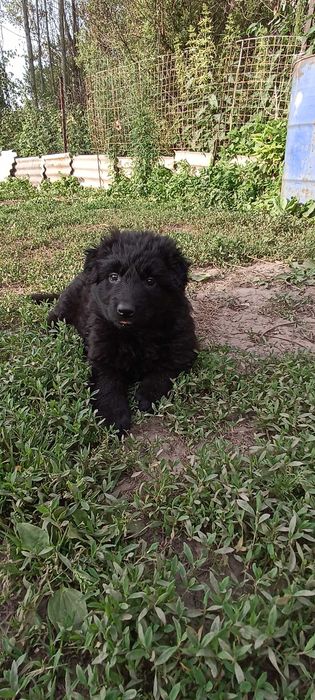 Щенки немецкой овчарки