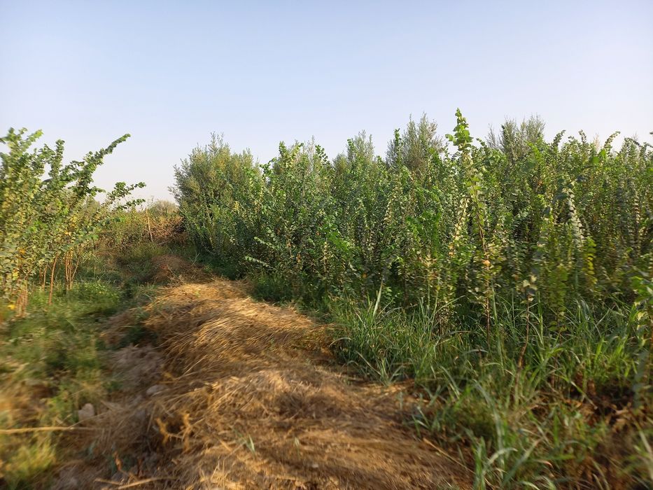 Саженцы декоротивные