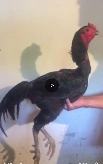 Цыплята и яйца чистокровных О Шамо и Ганой