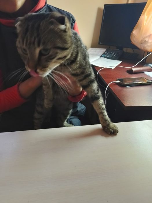 Отдам кота в добрые руки