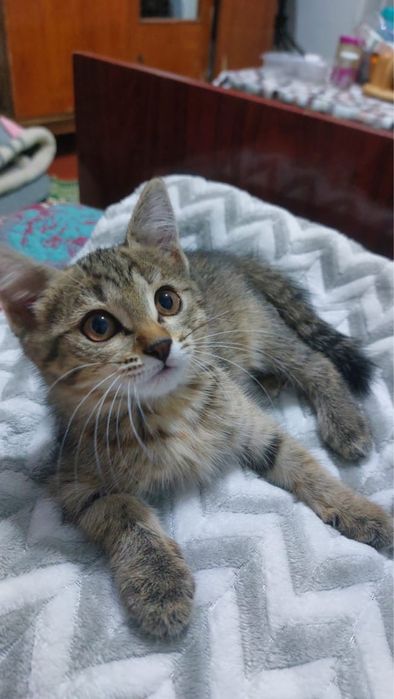 игривые котята в хорошие руки