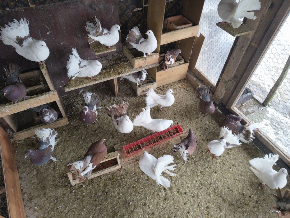 Vand porumbei  curcani voltati