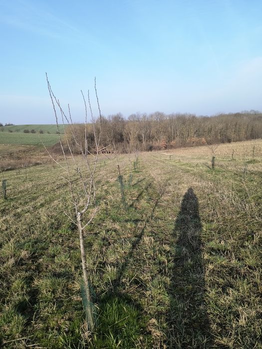 Vând livadă de pruni tineri – 8700 mp – Ramna, jud. Caraș-Severin