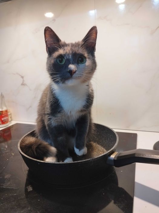 Отдам кошку в хорошие руки