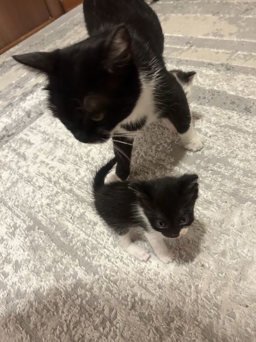 Котята ищут дом