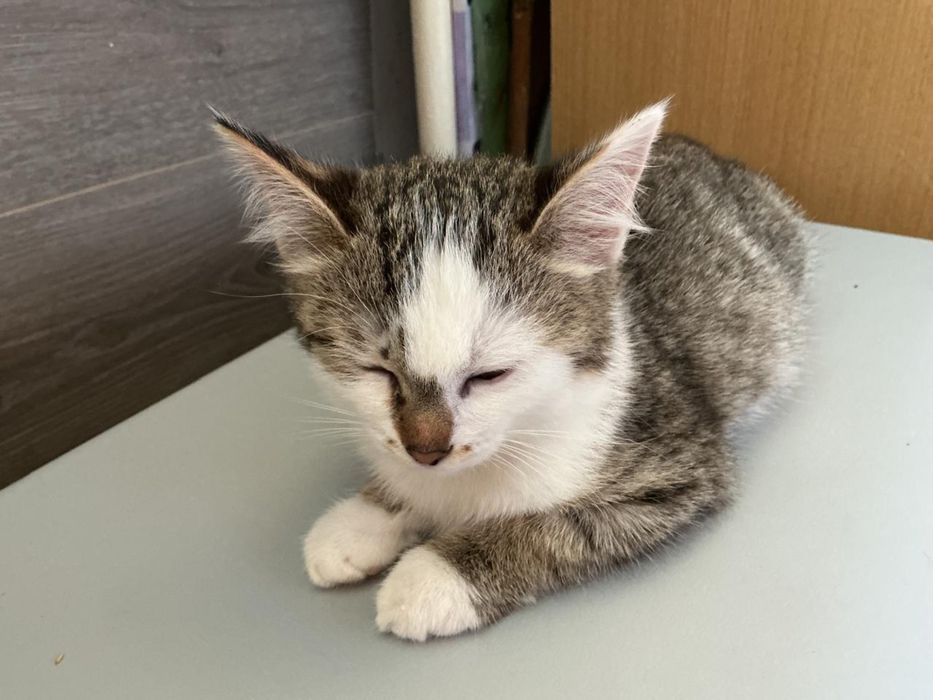Отдам котенка в добрые руки