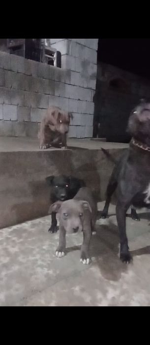 Сотилади тоза питбуль