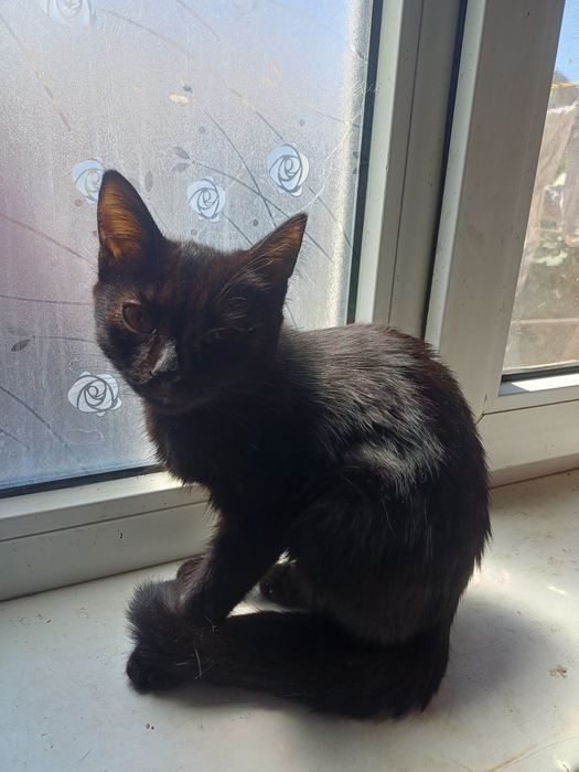 Котенок. Маленькая пантера.