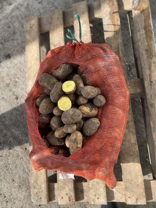 Картофель картошка