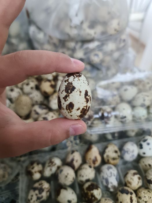 Бөдене жумыртка сатылады