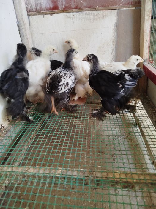 Жужалар сотилади