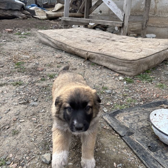 Отдам бесплатно