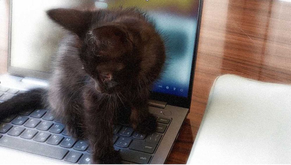 Котята в дар, ласковым хозяевам. "Черный кот ученный" и кошка "Хаски".