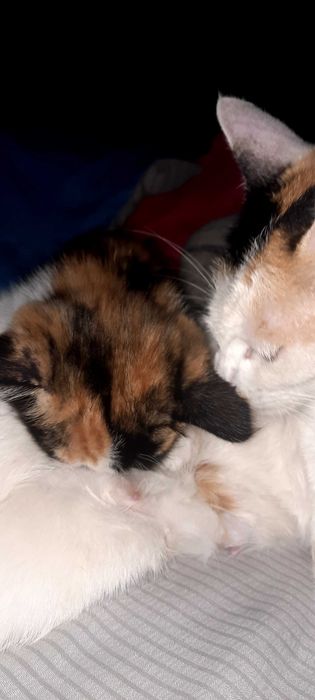 Отдам умных котят