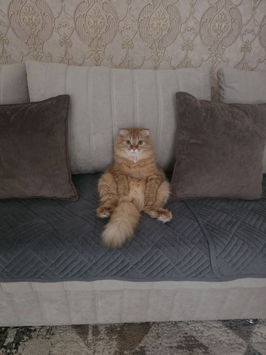 Отдам кота в хорошие руки