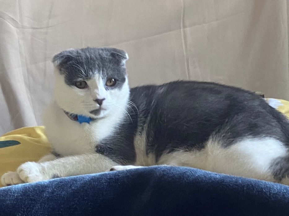 Сотилмийди! Кот на вязку