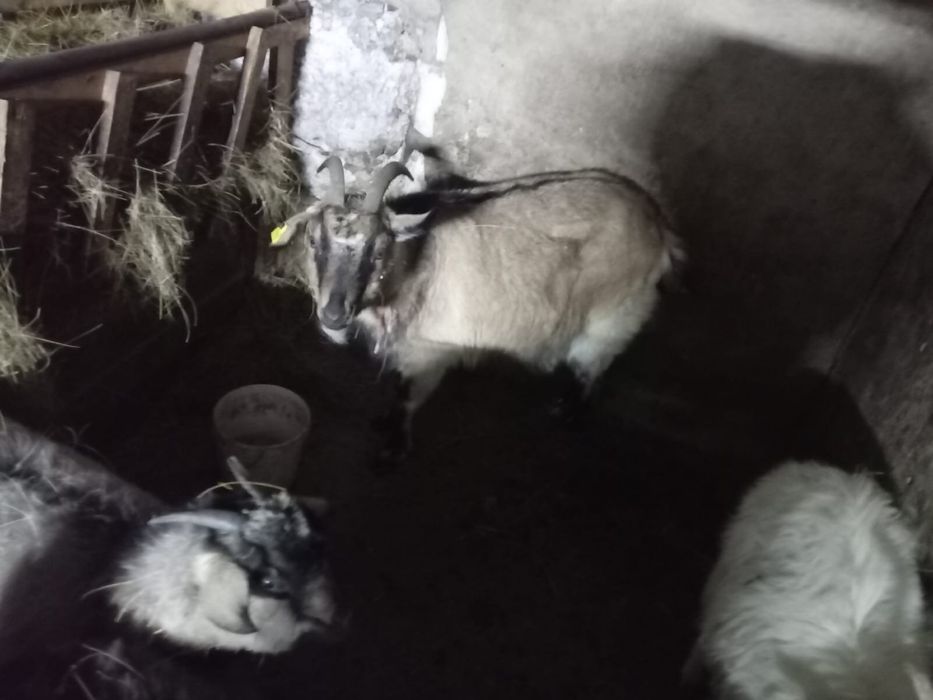 Козы/Ешкілер сатылады