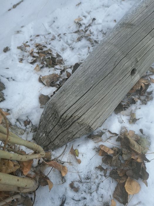 Кругляк столба балка дерево