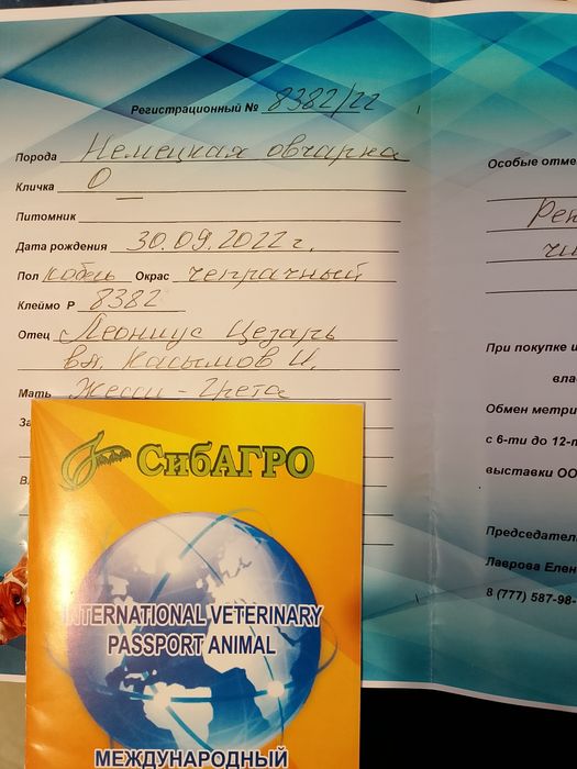 Овчарка немецкая кабель.