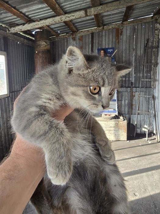 Отдам котят в хорошие руки.